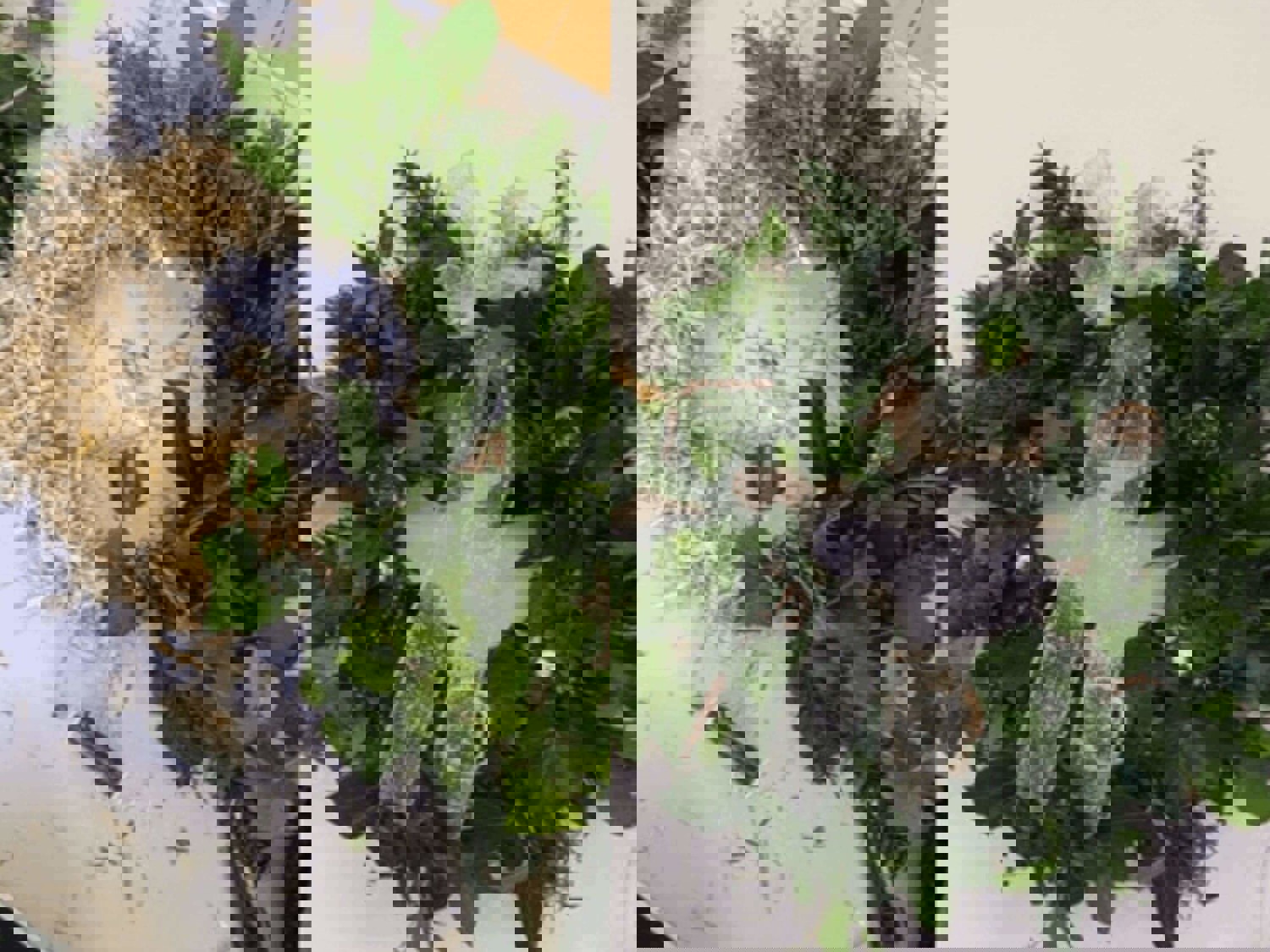 Handmade Christmas floral wreath before and after stages