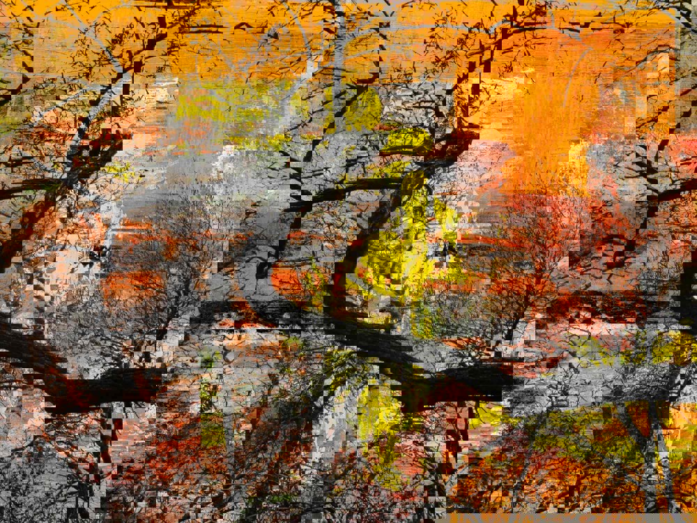 Vibrant mixed media art